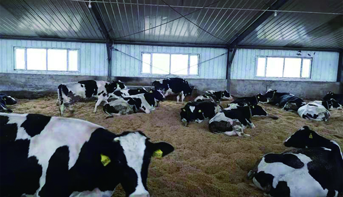 伊利优然牧业牛粪做垫料项目